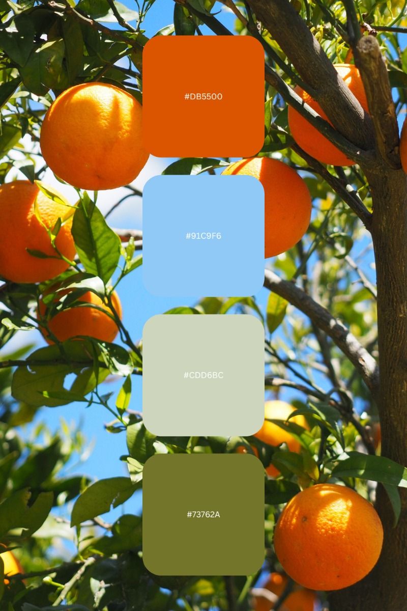 Close-up of ripe oranges hanging on branches of a citrus tree under a clear blue sky, with a four-color palette overlayed.